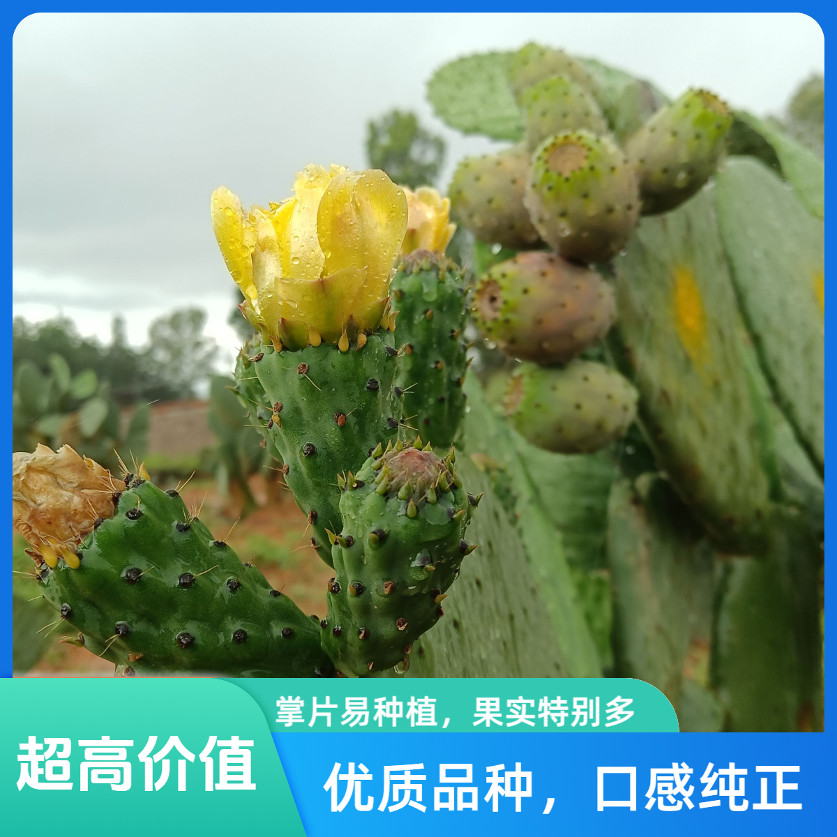 仙人掌大黄果种片·1片装<云钻品系大黄果1片＞仙人掌果树苗绿植