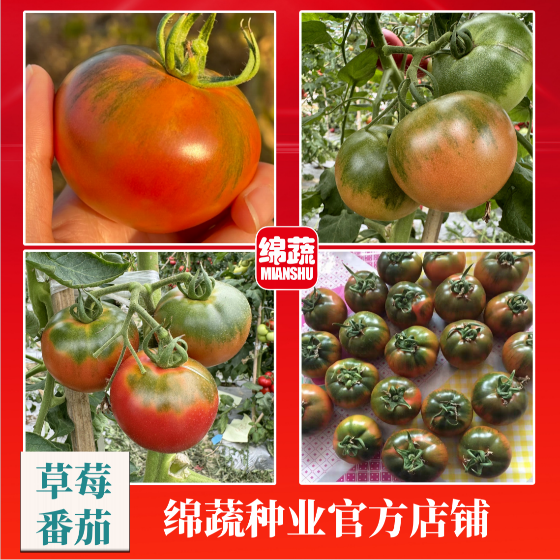 绵蔬【草莓番茄】酸酸甜甜草莓番茄口感番茄农家小院阳台都可以种植