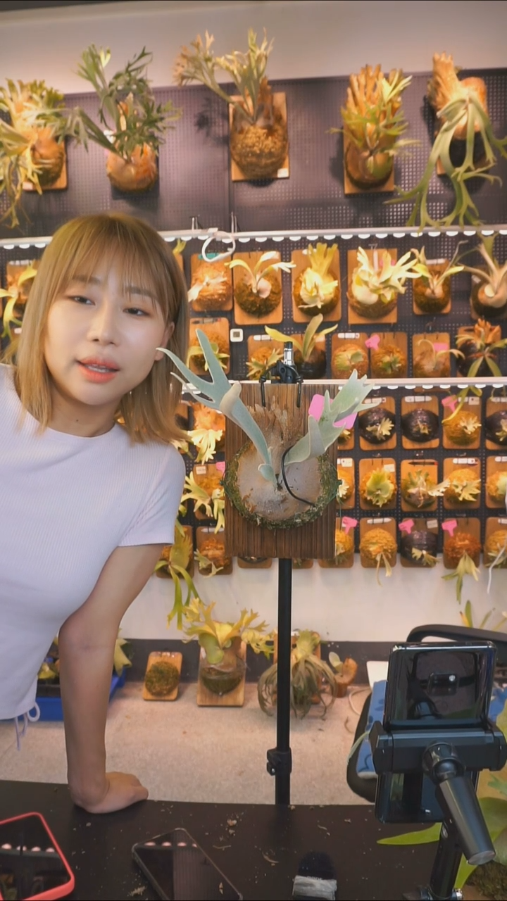 无花朵佩德罗tc 顺丰包邮包上板