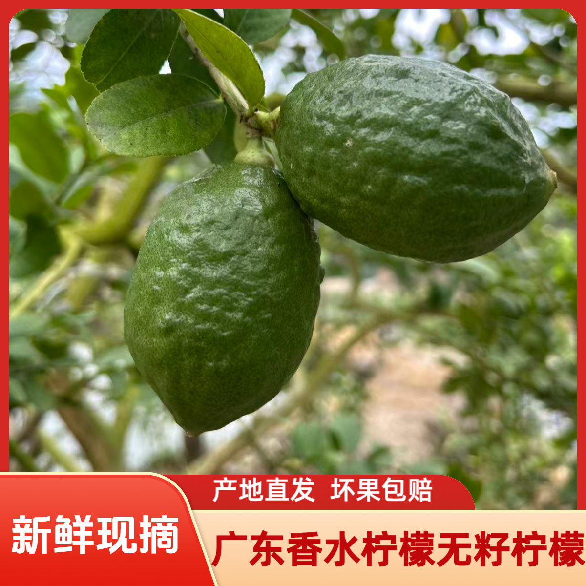 �㶫��ˮ���� һ���������� �������� ���ʲ���ֱ�� �̲�����̯ר�� ���12.48Ԫ