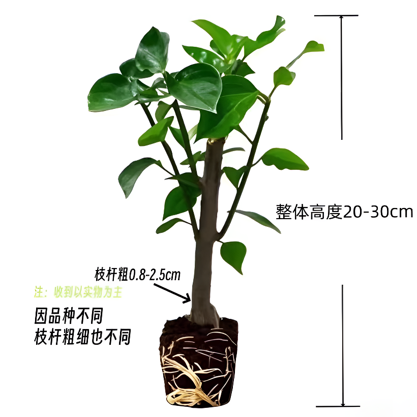 【福袋专用】三角梅苗品种随机发货