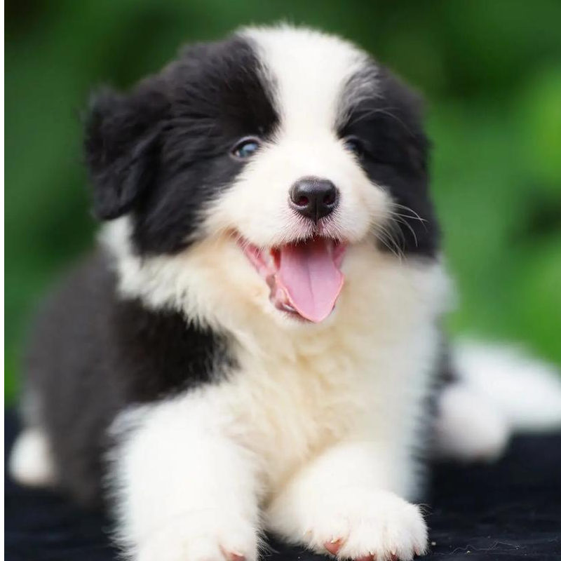 【黑牙】边牧黑白金色蓝等边牧小狗活体幼犬宠物