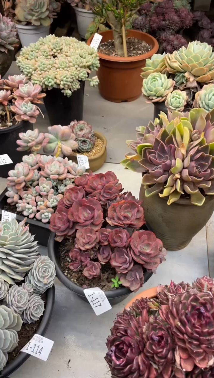 【闪购商品】1-117秀妍