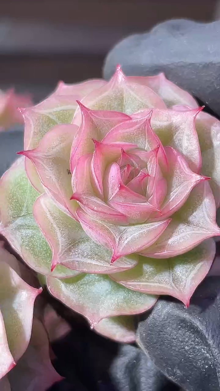 37-74 新冰边珍妮2-3厘米量拍发一颗