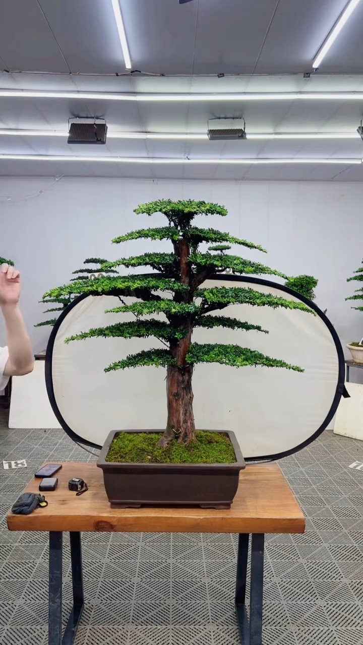 无花朵造型盆景一物一拍