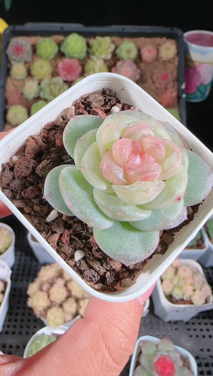 1205-243星月多肉群生不包整