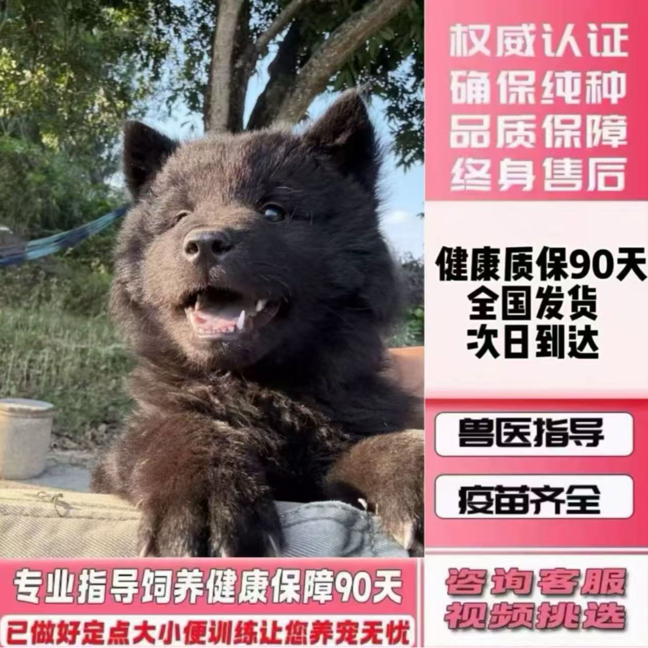 中华田园犬五黑犬黄狗白面土松五红犬