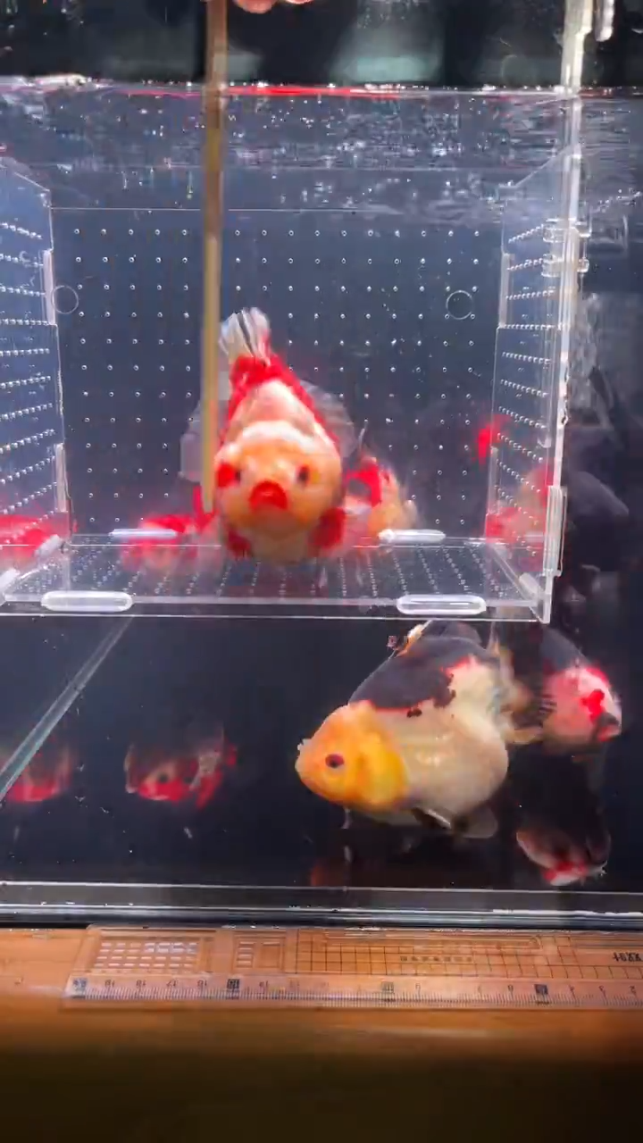 金鱼渔场直销玛丽