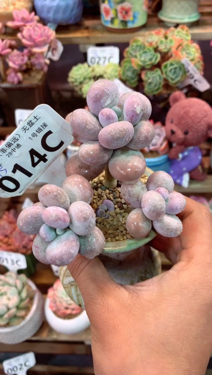 014C（一物一拍，精品多肉，w所见即所得 ）