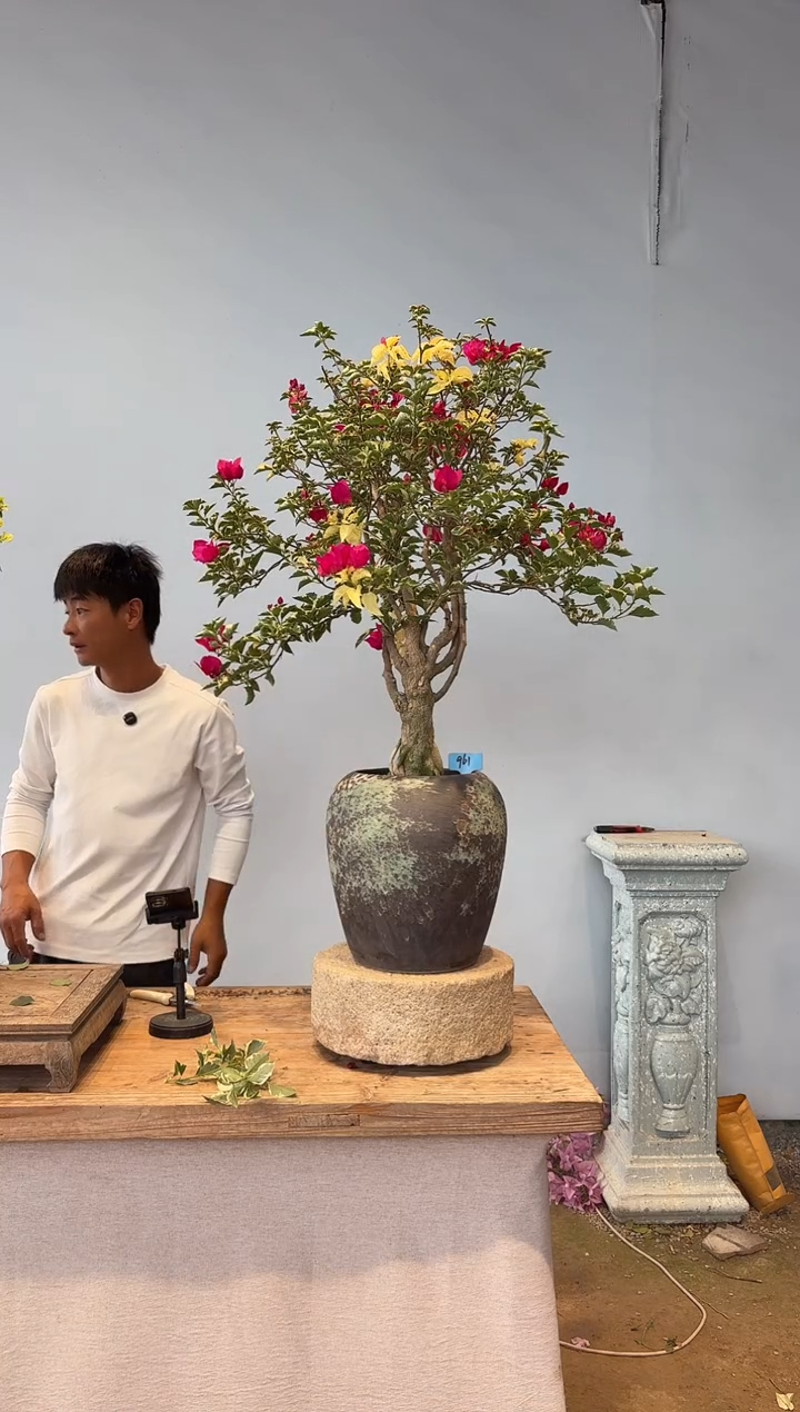 全部花朵M**森三角梅61