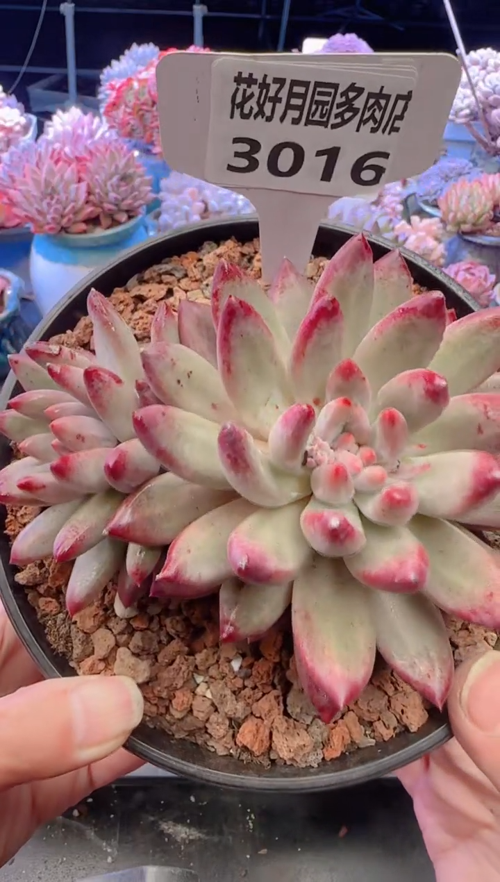 【闪购商品】3016.