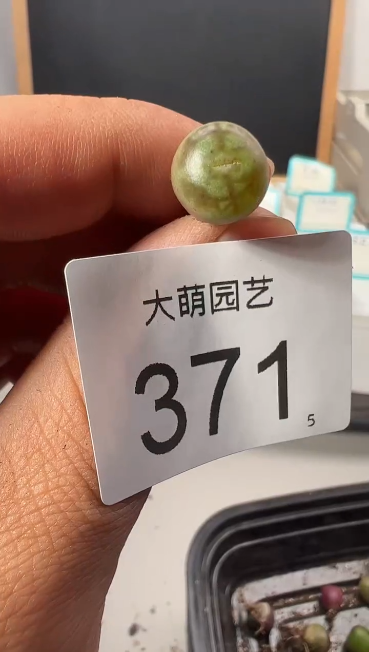 【闪购商品】++++371