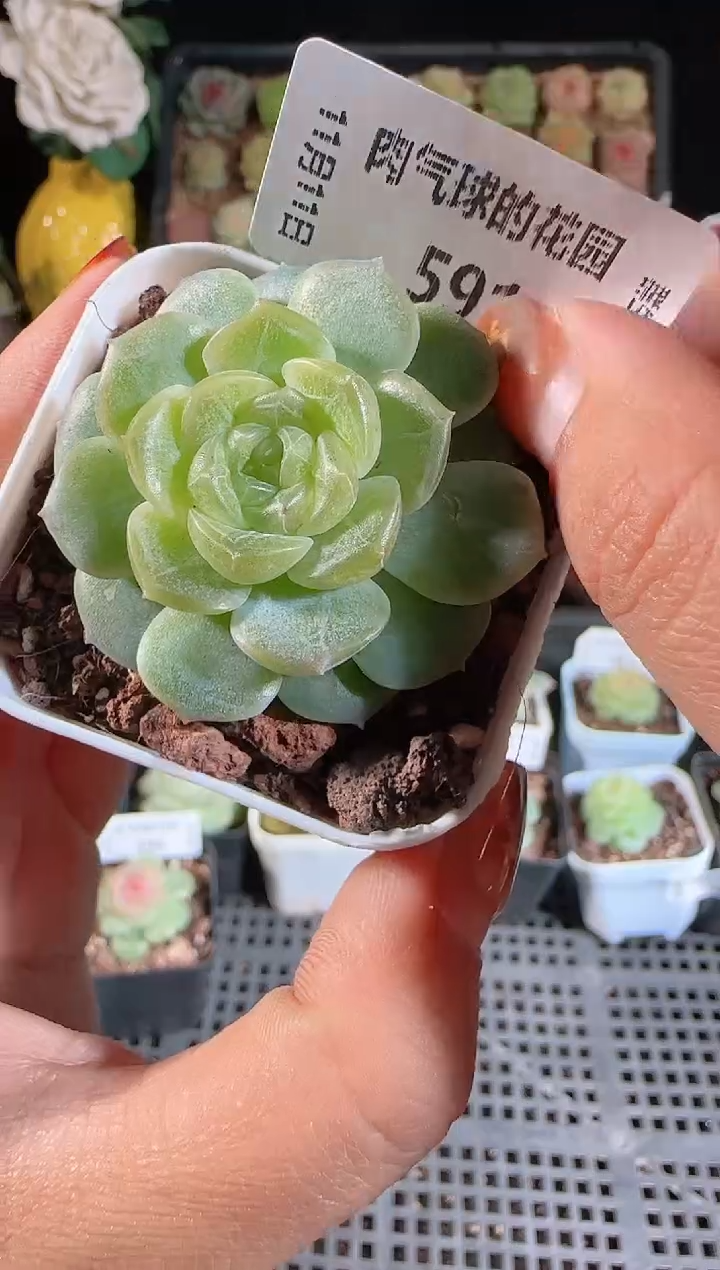 1111-591无尽灯有瑕疵（群生不包整）