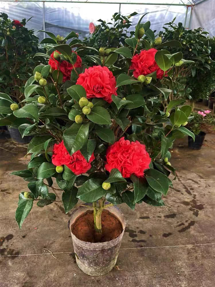 基地直发精品茶花克瑞墨一物一拍