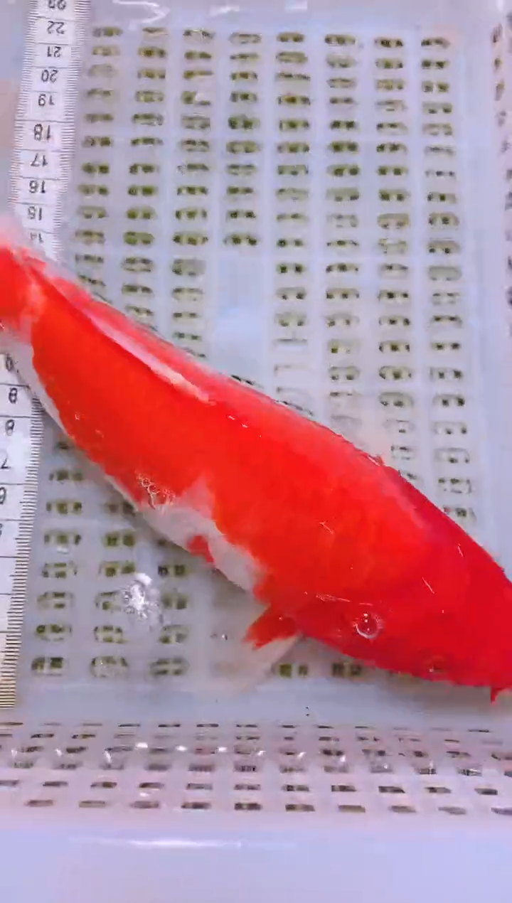 锦鲤冷水观赏鱼全场包邮34