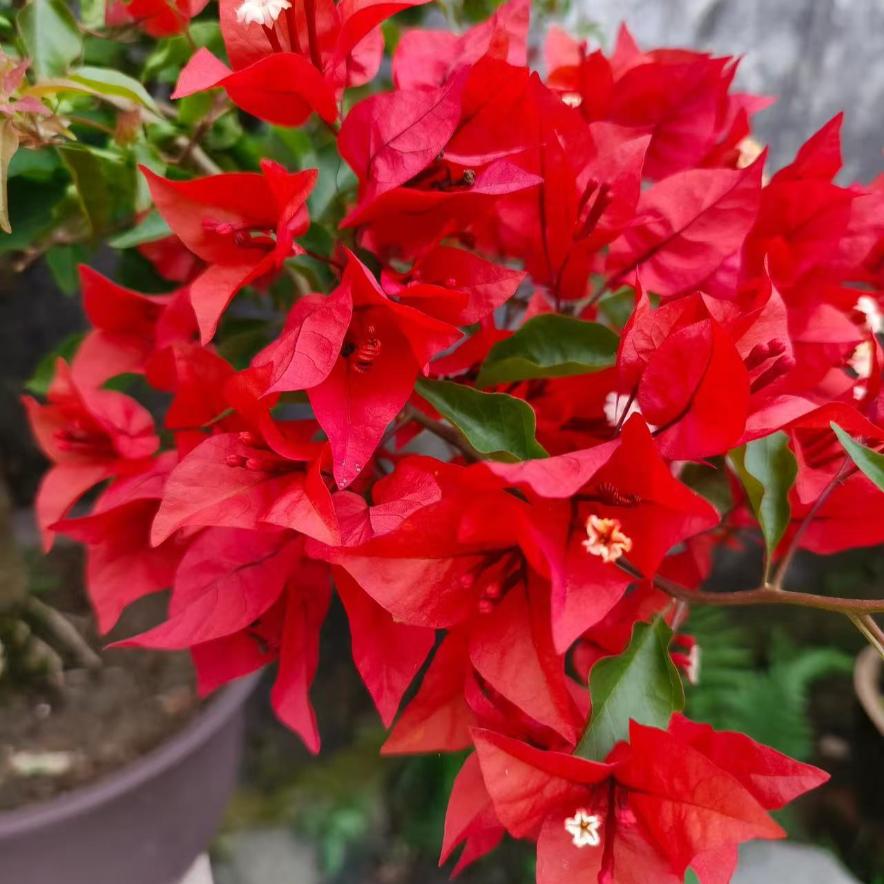 【热火桑巴】三角梅盆栽四季开花好养基地直发