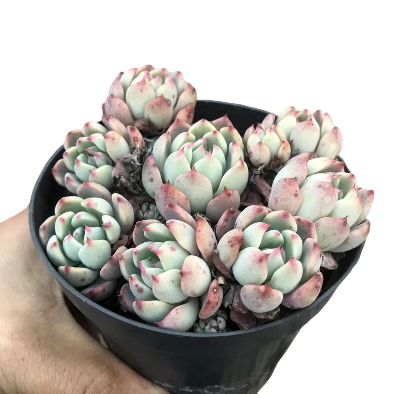 娜娜小沟 多肉植物 （满15包邮）