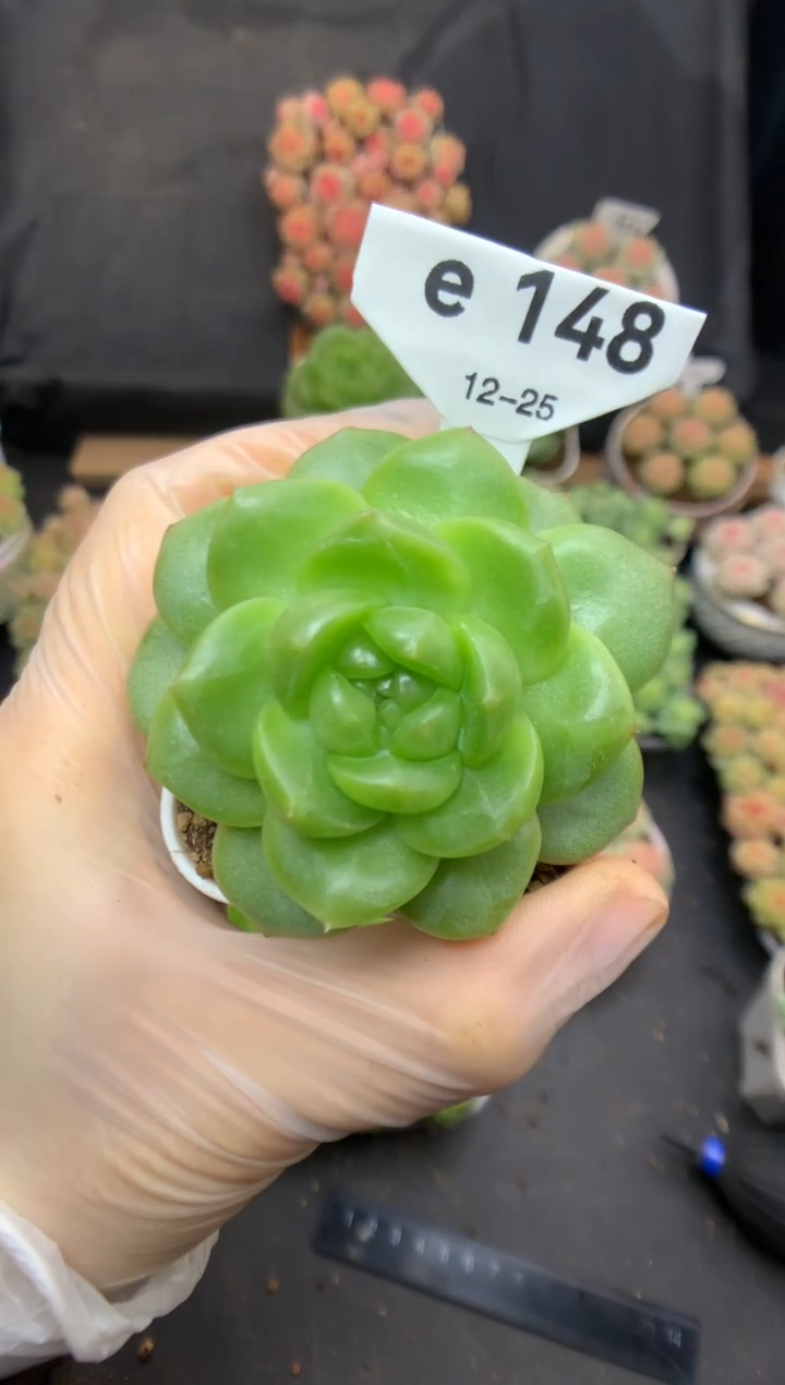 e148 遥遥珍妮 心中的日月 模特同款 可带盆土 69