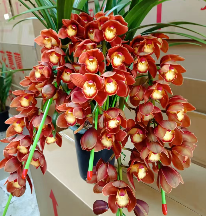 【佛光普照】大花蕙兰年宵花阳台客厅好养