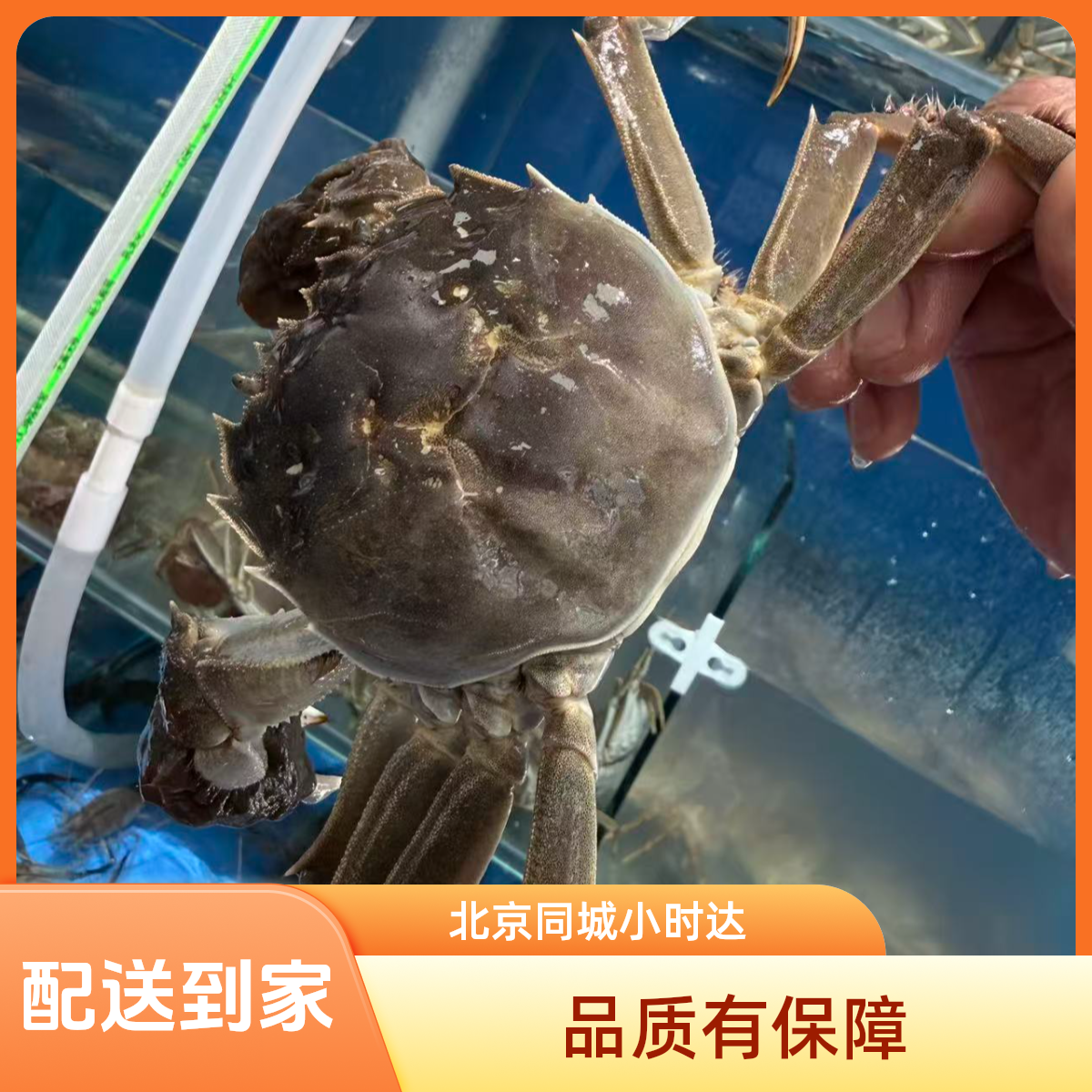 【活蟹】精选鲜活大闸蟹公/母(可选)1.68两-6两(多规格)/1只 