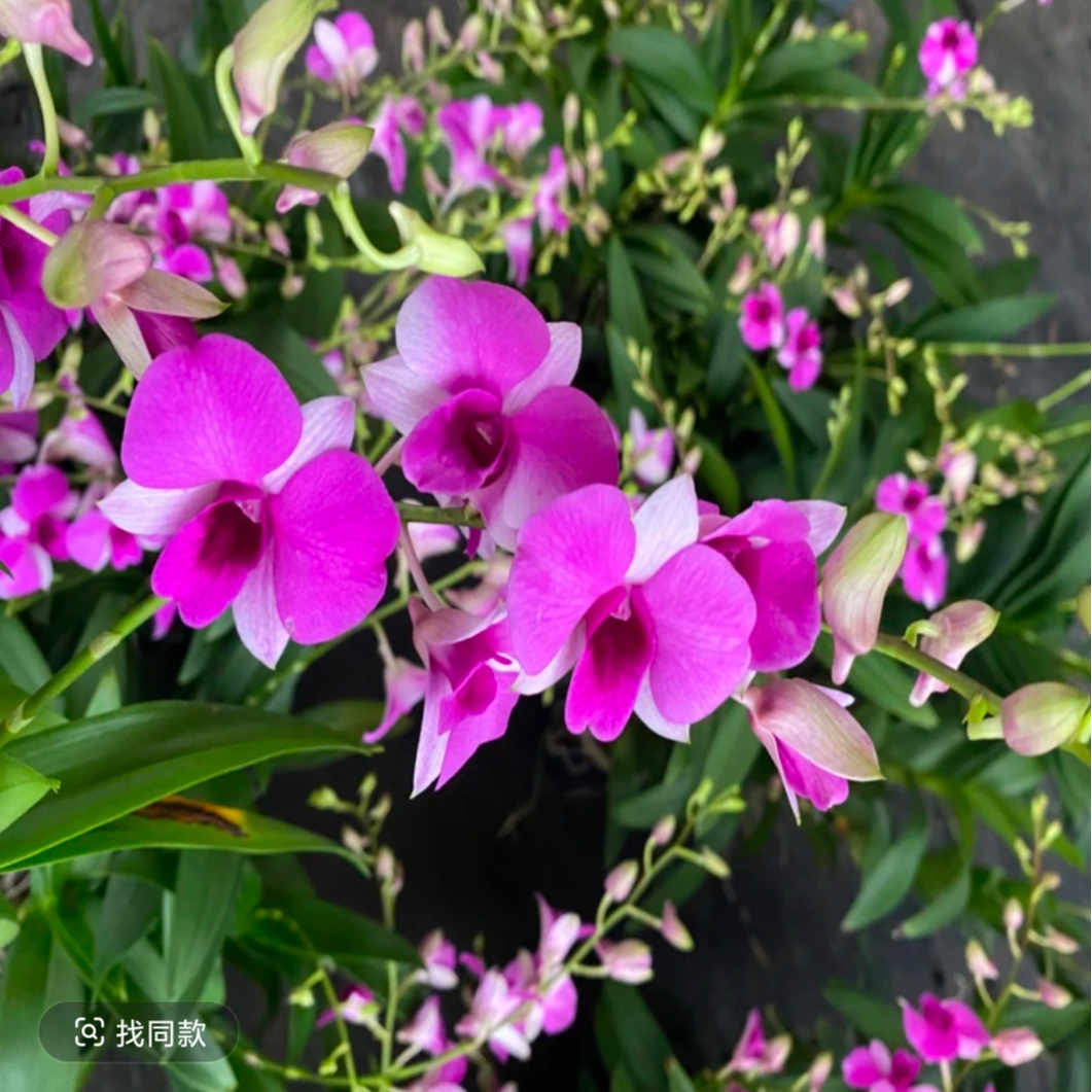 【朝阳红2盆】秋石斛带花和花苞栽好养易活适合客厅办公室阳台卧室