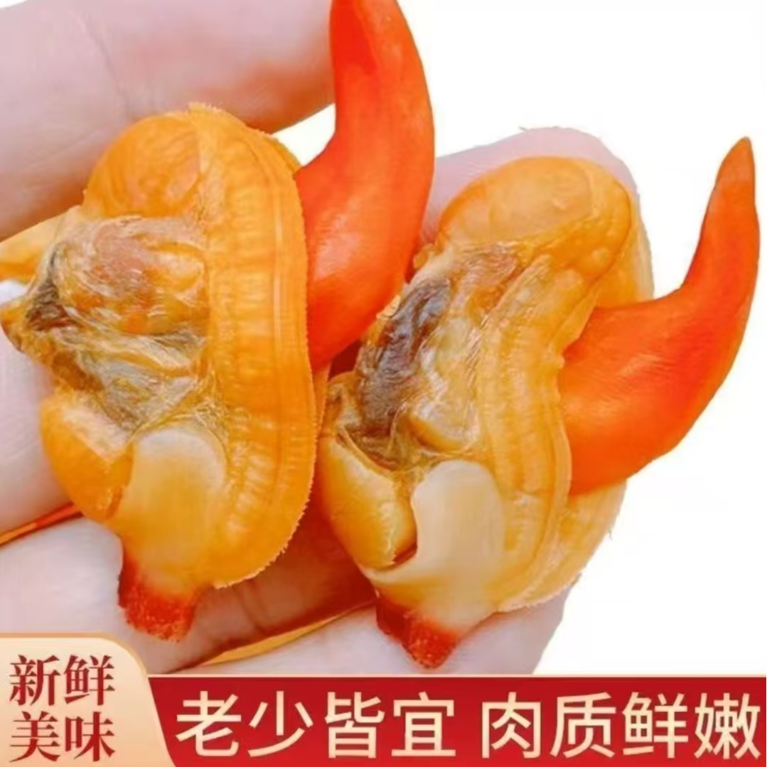 东港单冻文贝肉鲜活冷冻无沙去内脏