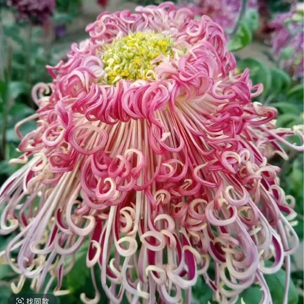 【漓江春色】菊花盆栽带花苞发货大花特色花卉绿植