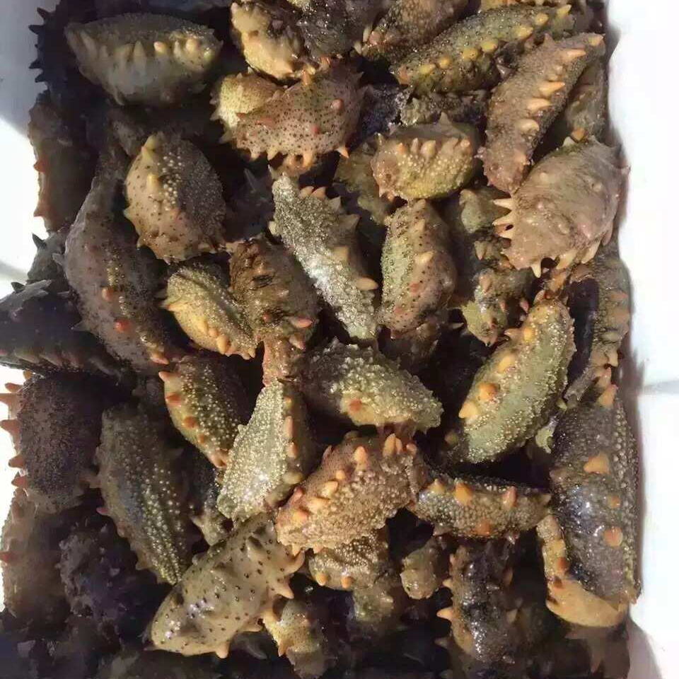 特价收尾海参底播自然鲜活海参大个头现捞现煮滋补冻煮海参