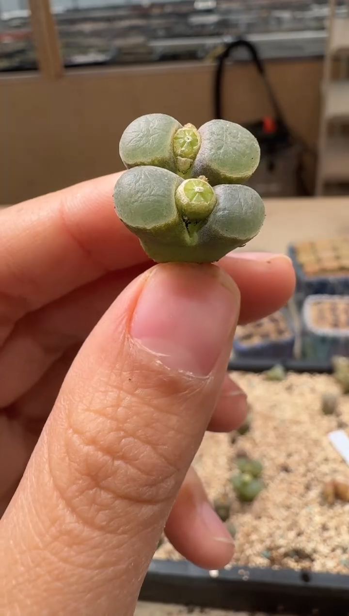 多肉植物肉锥2-185