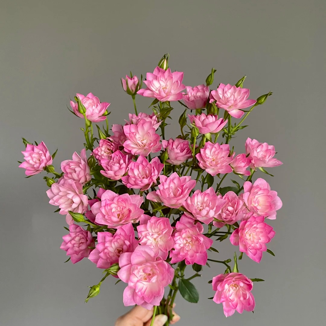 （蔓蔓）天荷繁星多头玫瑰8支+2支防损 1单包邮