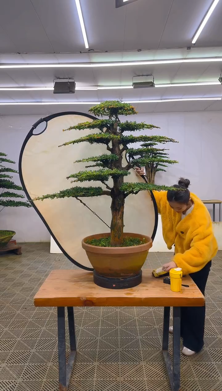 无花朵高端盆景一物一拍
