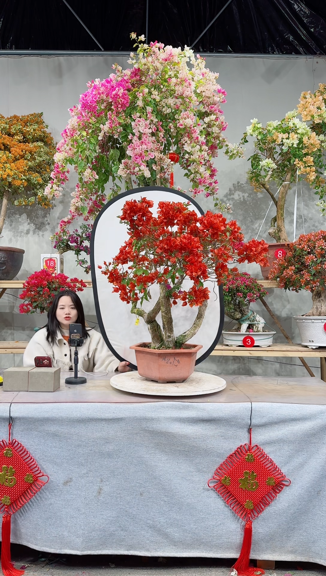 【闪购商品】盆景桑巴