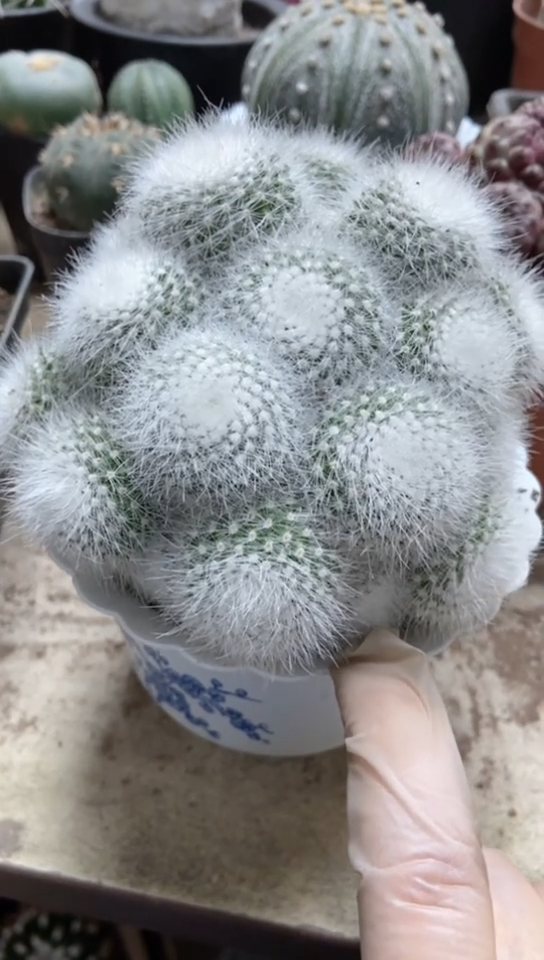 白小丁仙人球一物一拍