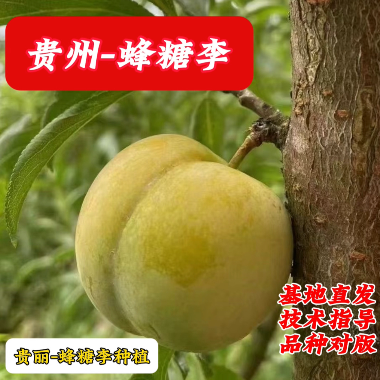 蜂糖李嫁接树苗李子树贵州发货