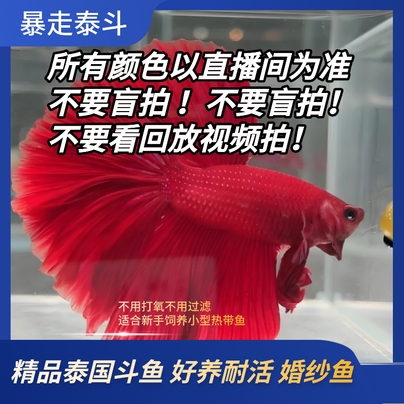 直播选号451-540号精品泰国斗鱼小型热带观赏鱼耐活(活体发货)