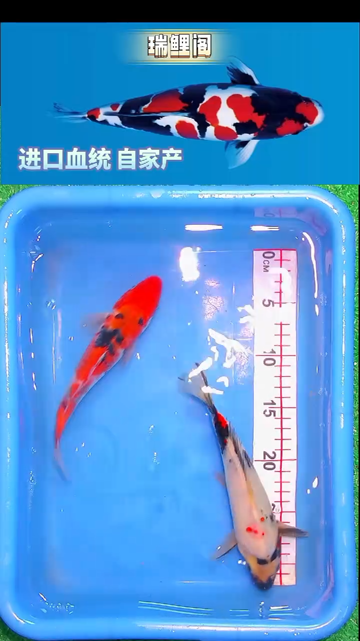锦鲤瑞鲤阁精选-15