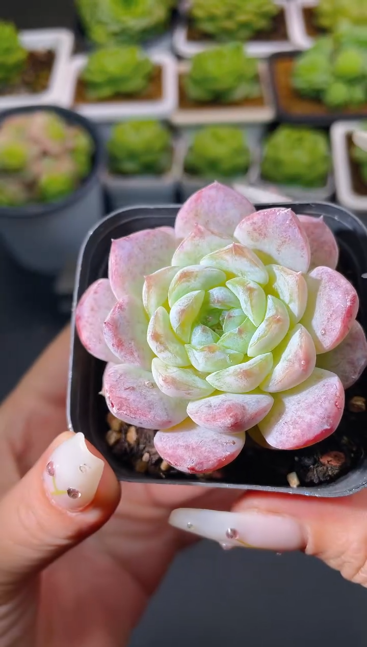 001春华秋实量拍发一颗