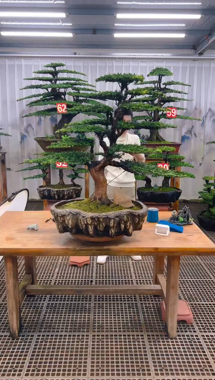无花朵罗*精品盆景直播间一物一拍