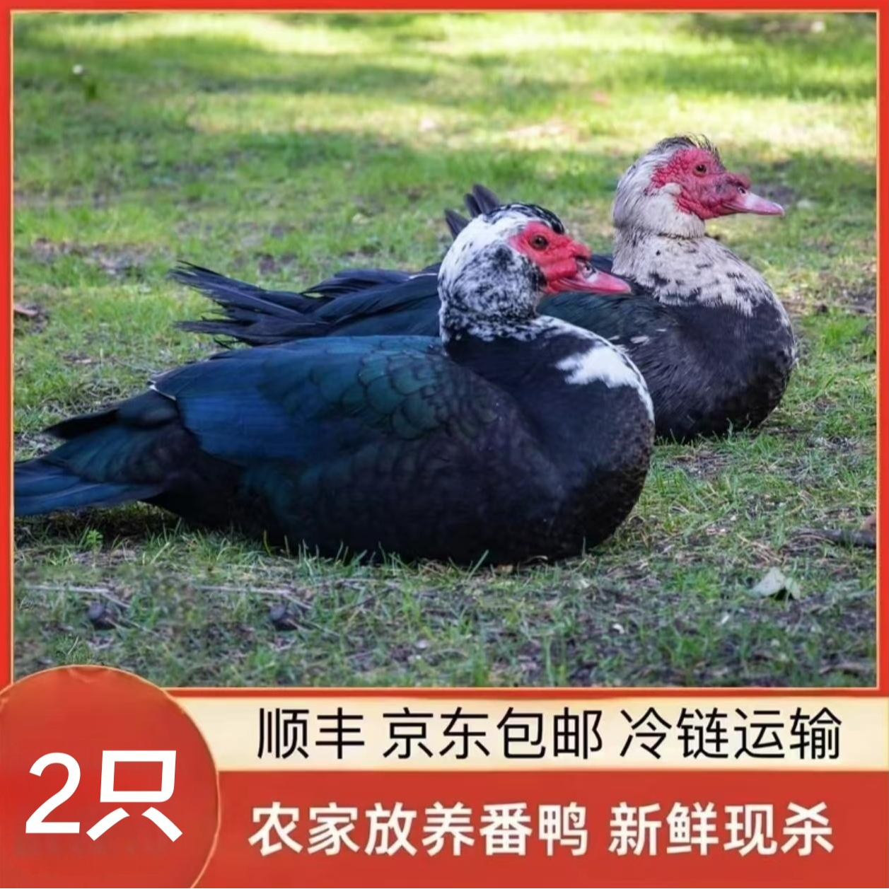 【大牛1】山林放养番鸭 2只净重共8-9斤 冷链运输 