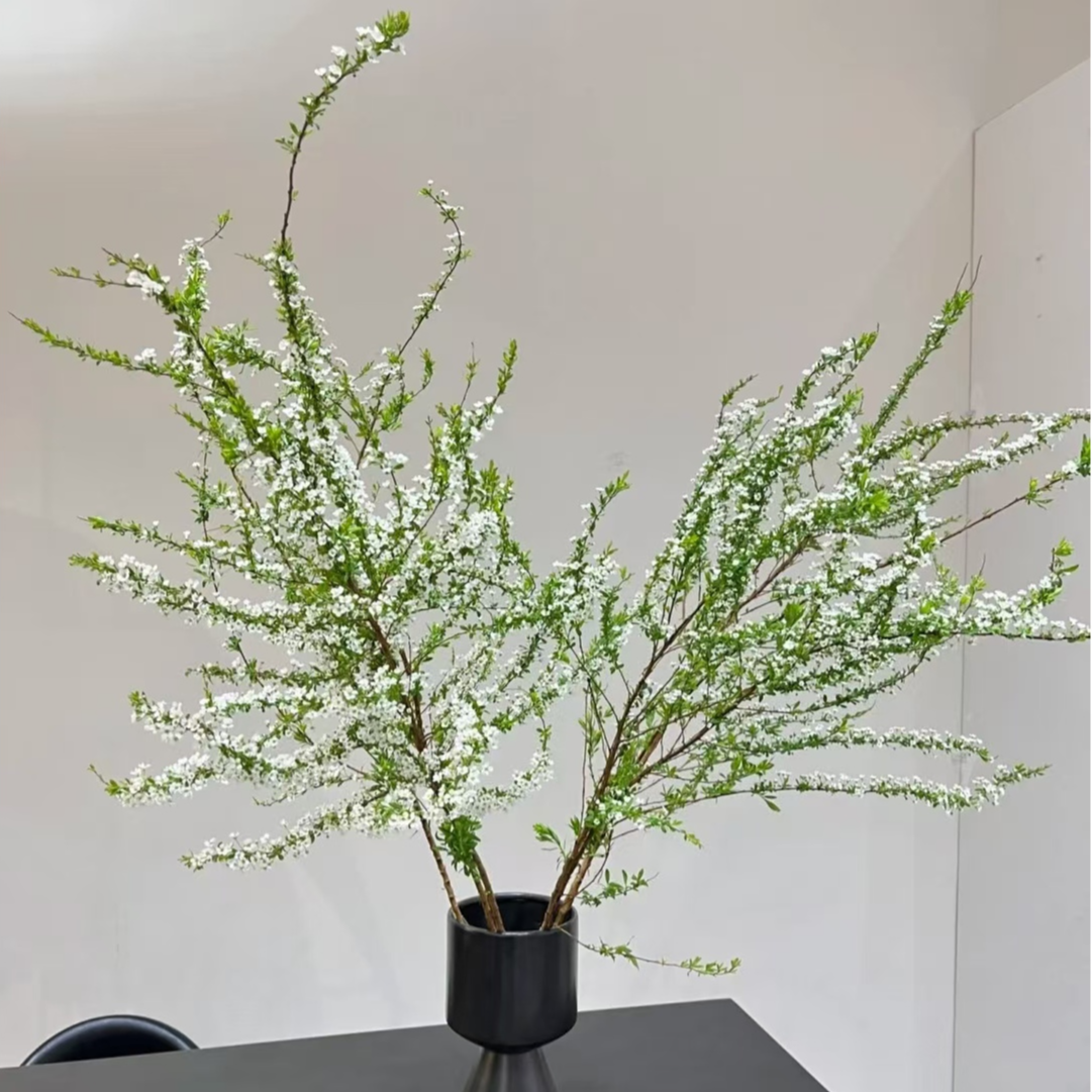 【花相拾】雪柳---遇水开花清香植物
