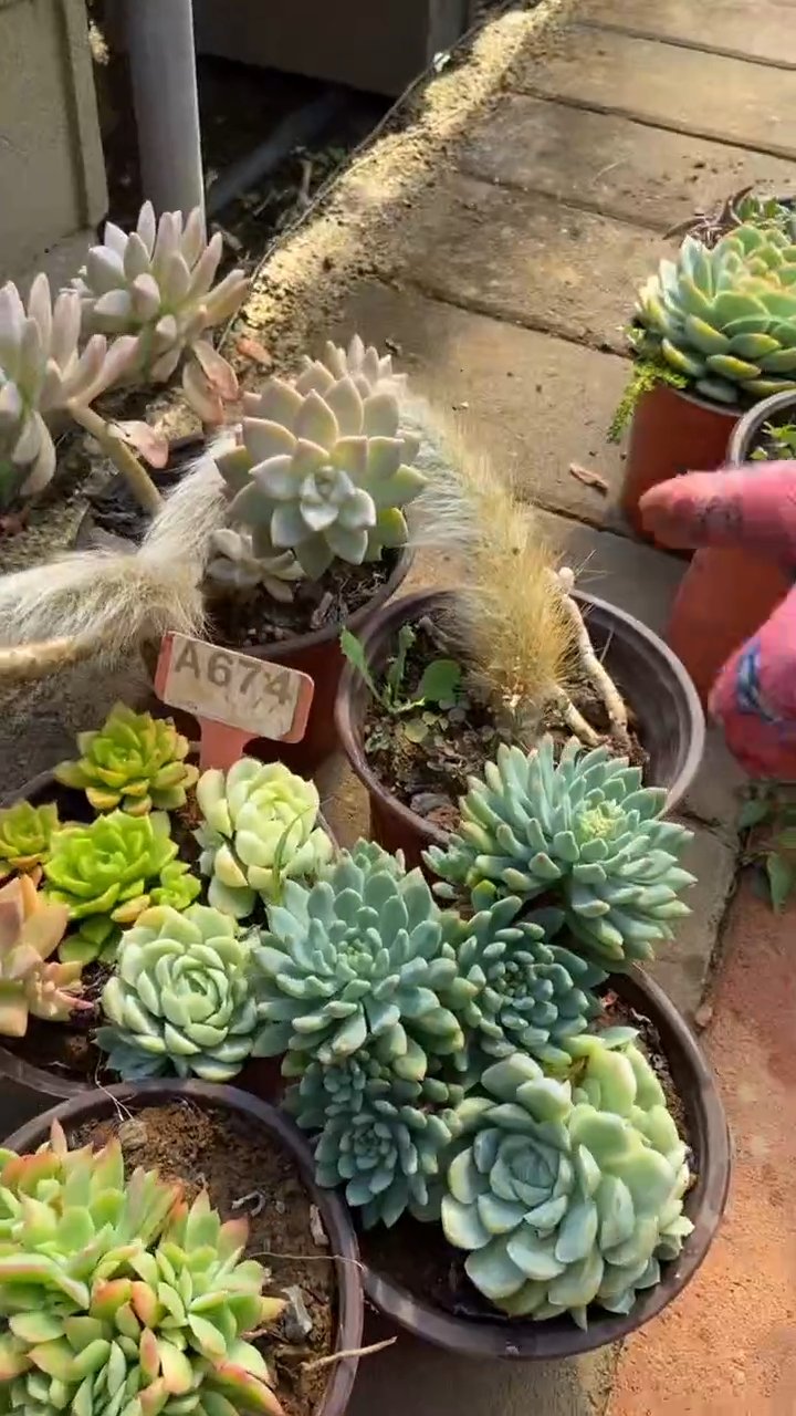 A674多肉组合默认脱土发货