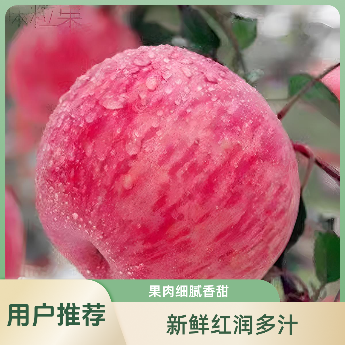 果苗哥南方热带苹果植物树苗盆栽果苗容器苗松甜带土生根成活裸根