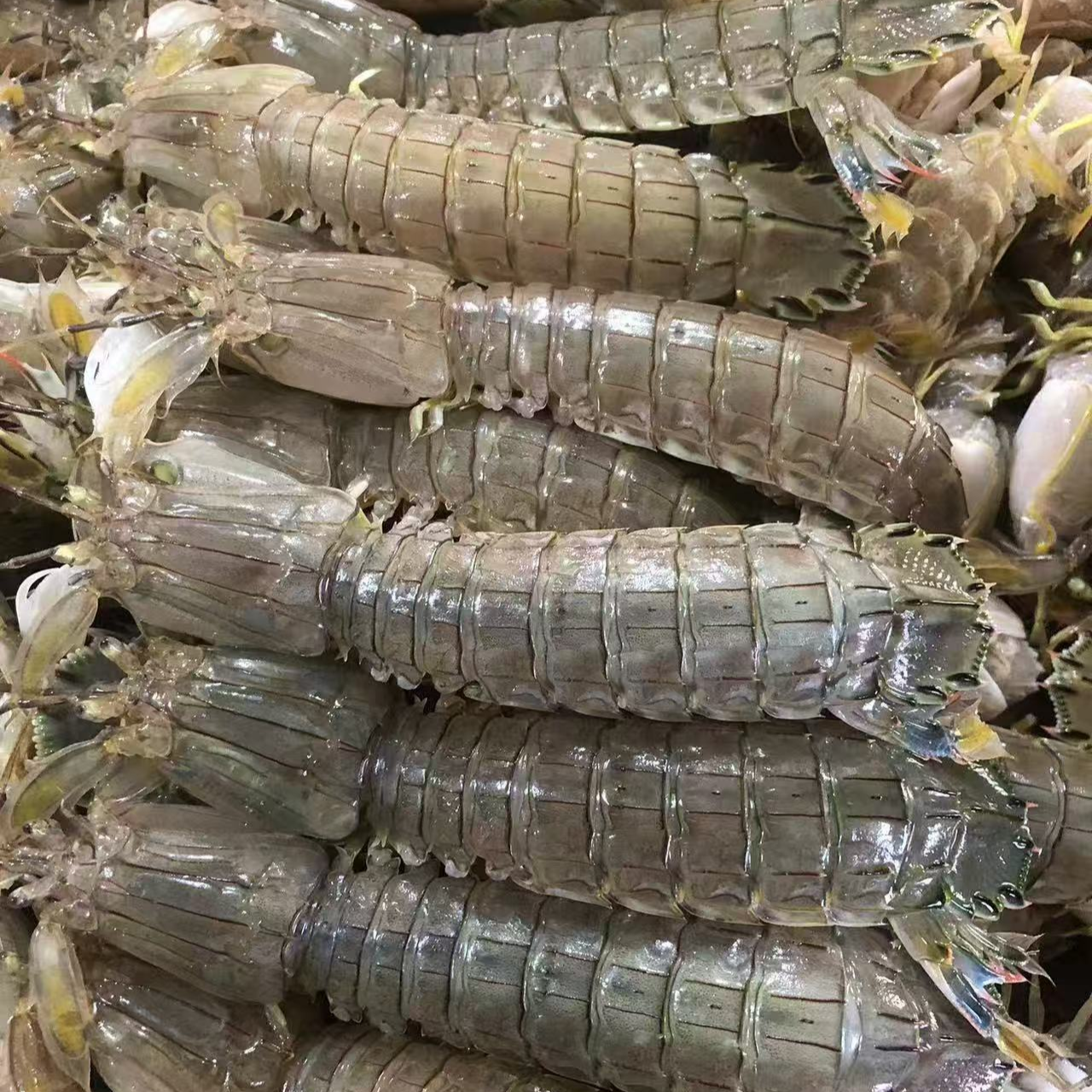 鲜 断氧东港本地虾爬子 公母混装 以直播间现场称重为准