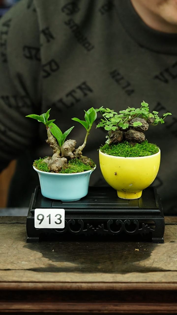 【闪购商品】苔藓微景观913号