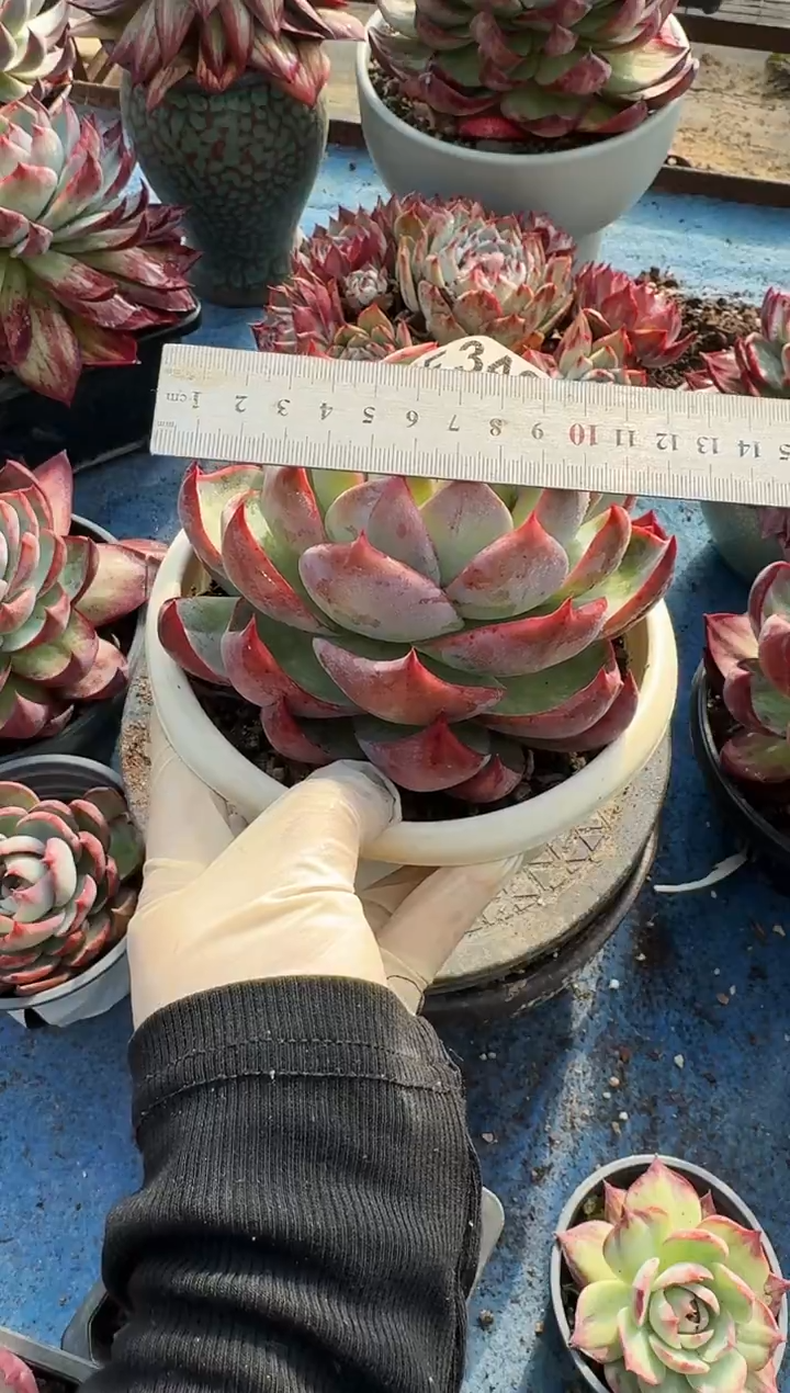 人****技F346惊鸿仙子（裸根发货）