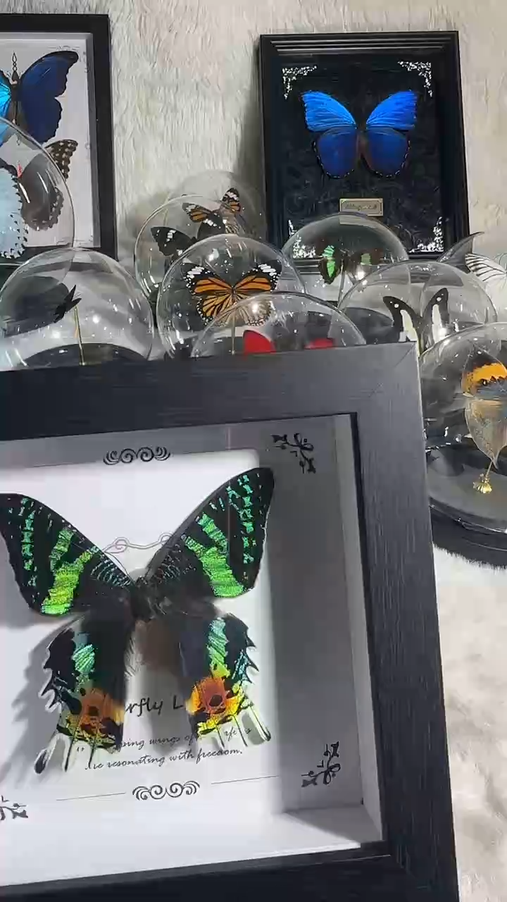 有机玻璃太阳蛾  