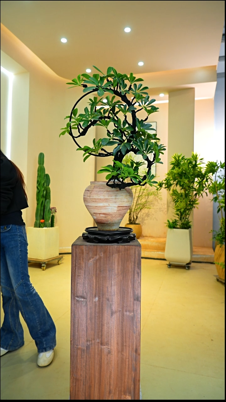 不开花植物平**意鸭脚木桌面款
