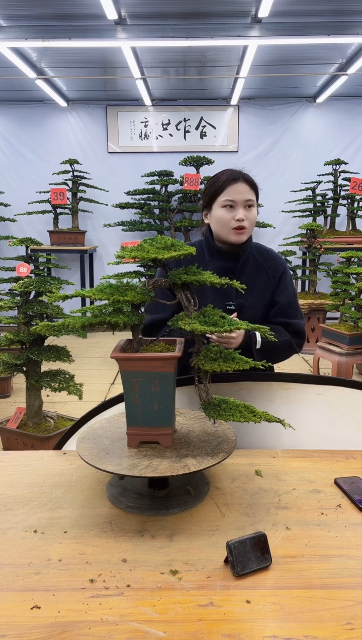 【闪购商品】高端盆景一物一拍，所见即所得