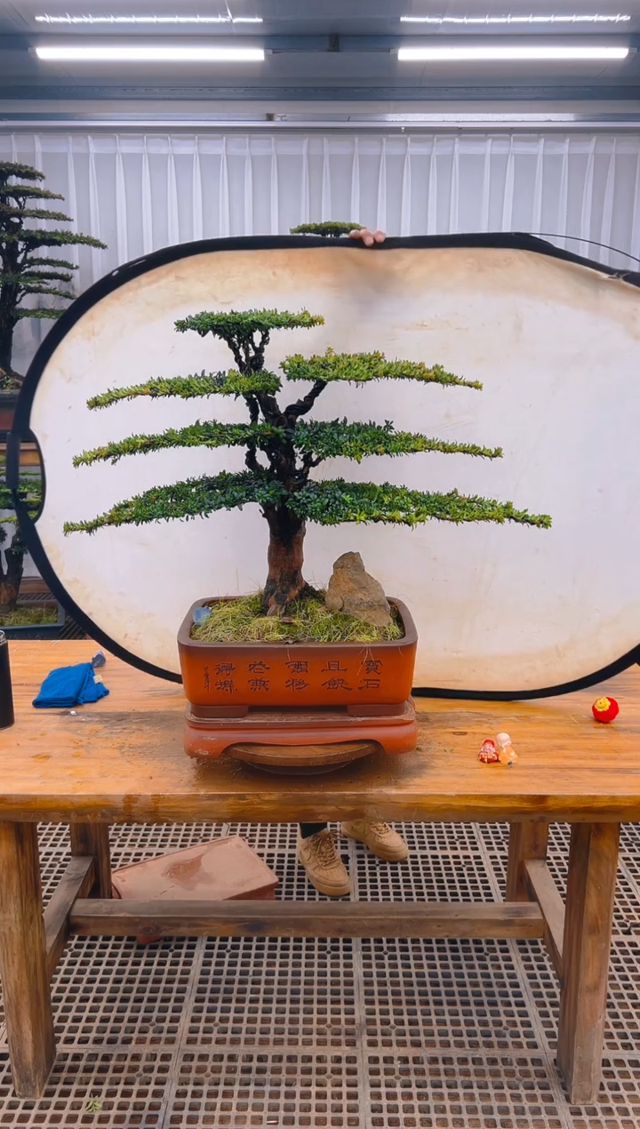 【闪购商品】紫砂精品盆景直播间一物一拍