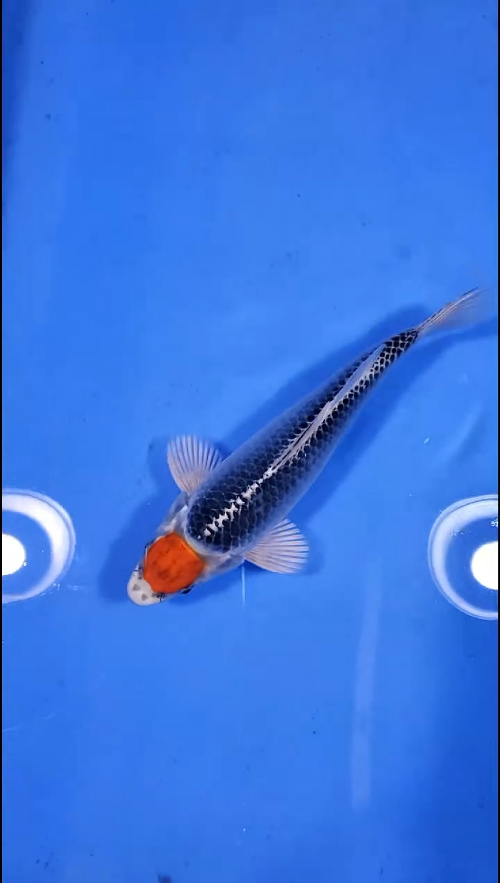 锦鲤【251123-18】 丹顶孔雀 22公分 不详 海达锦鲤